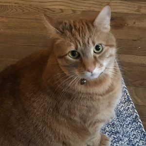 Meet your Posher, Joan